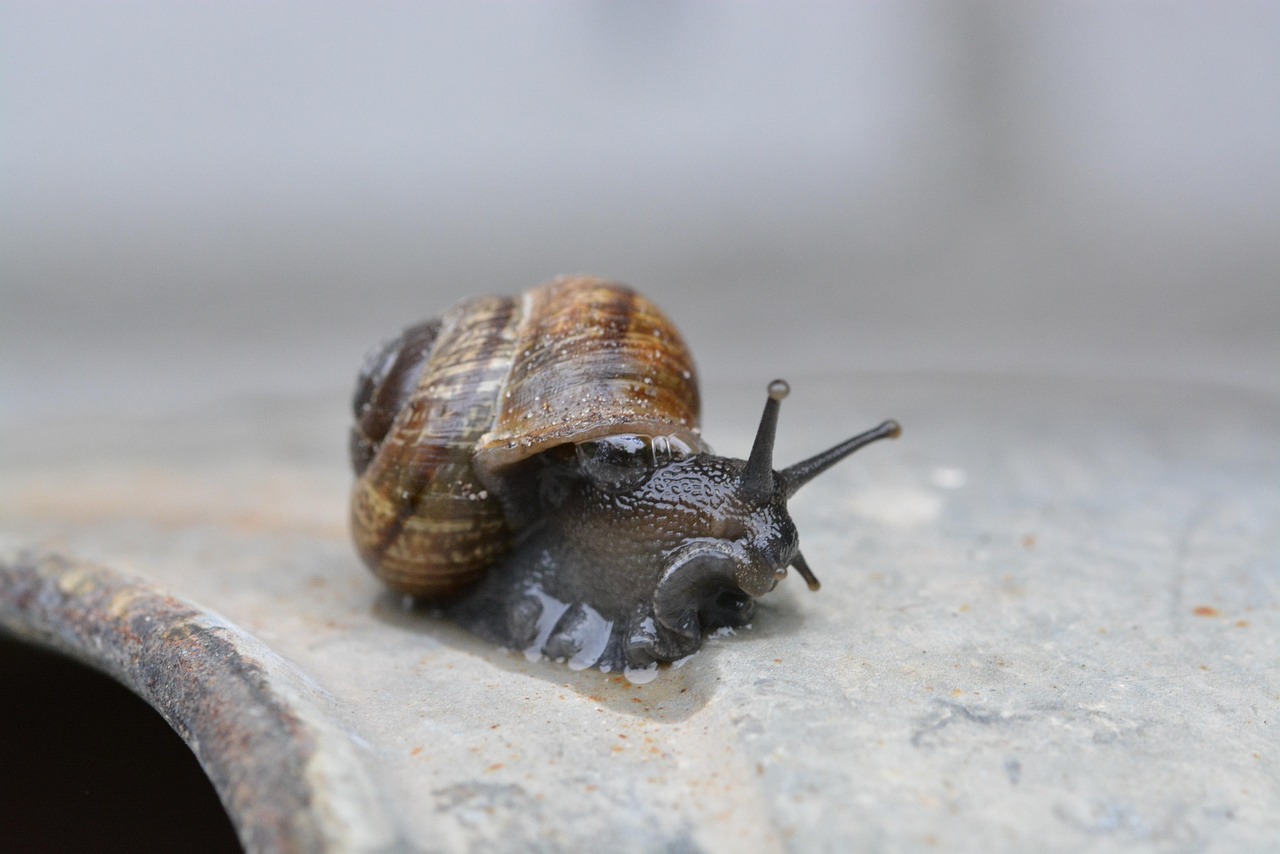 Snell Shell Snail Shell Macro Close - Free photo on Pixabay - Pixabay
