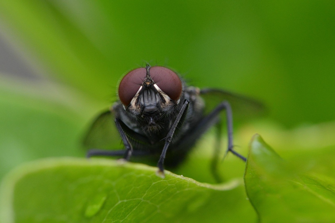Full Fly Insect Fly Insect Close Up - Free photo on Pixabay - Pixabay