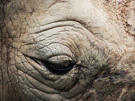 Nashorn, Zoo, Tier, Auge, Natur, Porträt