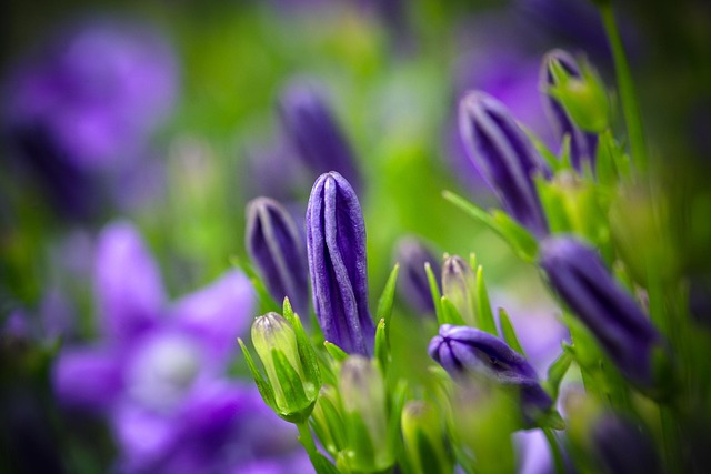 Free Bluebells Campanula photo and picture