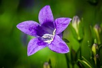 bluebells, campanula, portenschlagiana