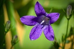 bluebells, campanula, portenschlagiana