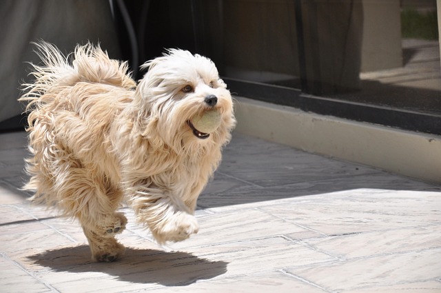 Free Running Dog Mascot photo and picture