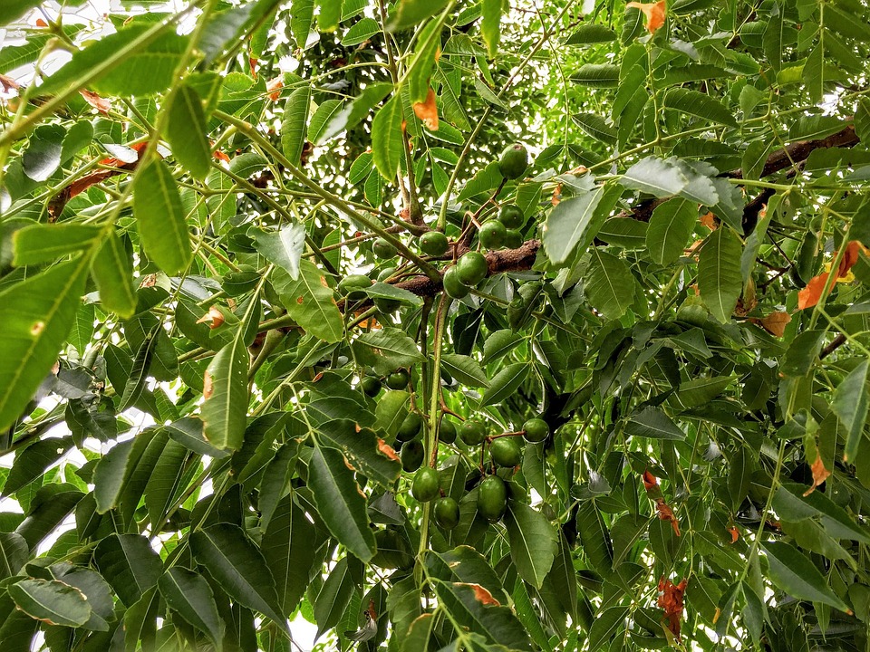 Melia Azedarach, White Cedar, Chinaberry Tree