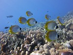 butterflyfish, panda butterflyfish, coral