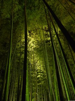 超过2 张关于 高台寺 和 竹 的免费图片 Pixabay