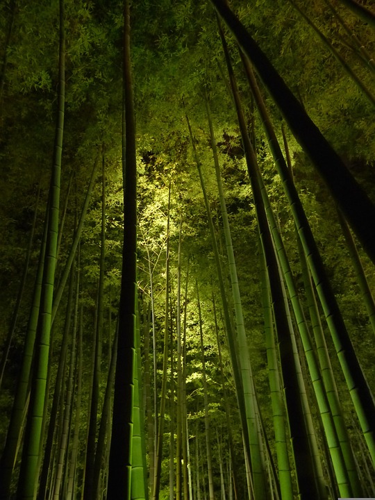 竹林 京都 高台寺 Pixabayの無料写真