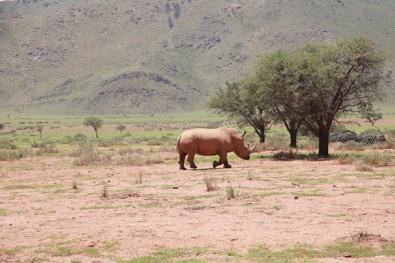Africa Rhino Landscape - Free photo on Pixabay - Pixabay
