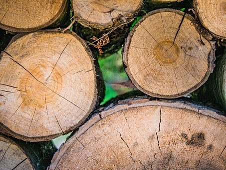 Free Wood Tree photo and picture