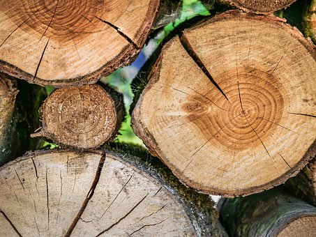 Free Wood Tree photo and picture