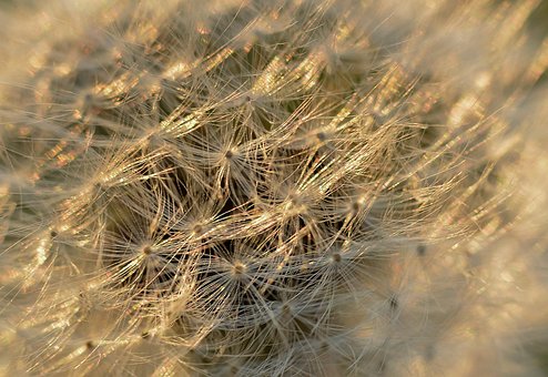 Free Dandelion Flower photo and picture