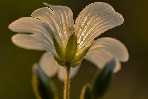 Free Flower Nature photo and picture