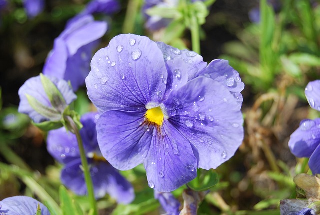 Habe Gedacht, Blume, Feld, Natur, Lila