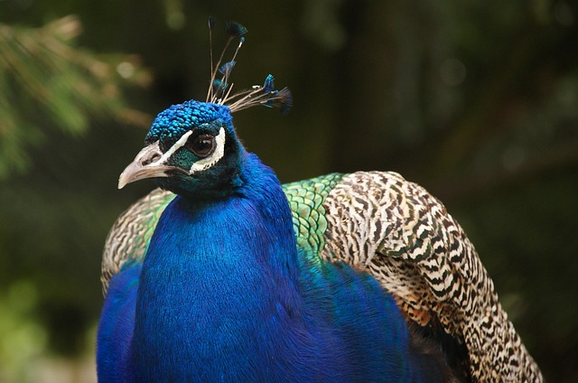 Free Peacock Feathers photo and picture
