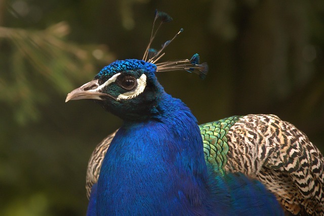 Free Peacock Feathers photo and picture