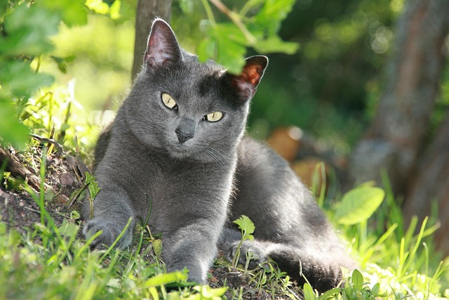 Free Cat Grey Fur photo and picture
