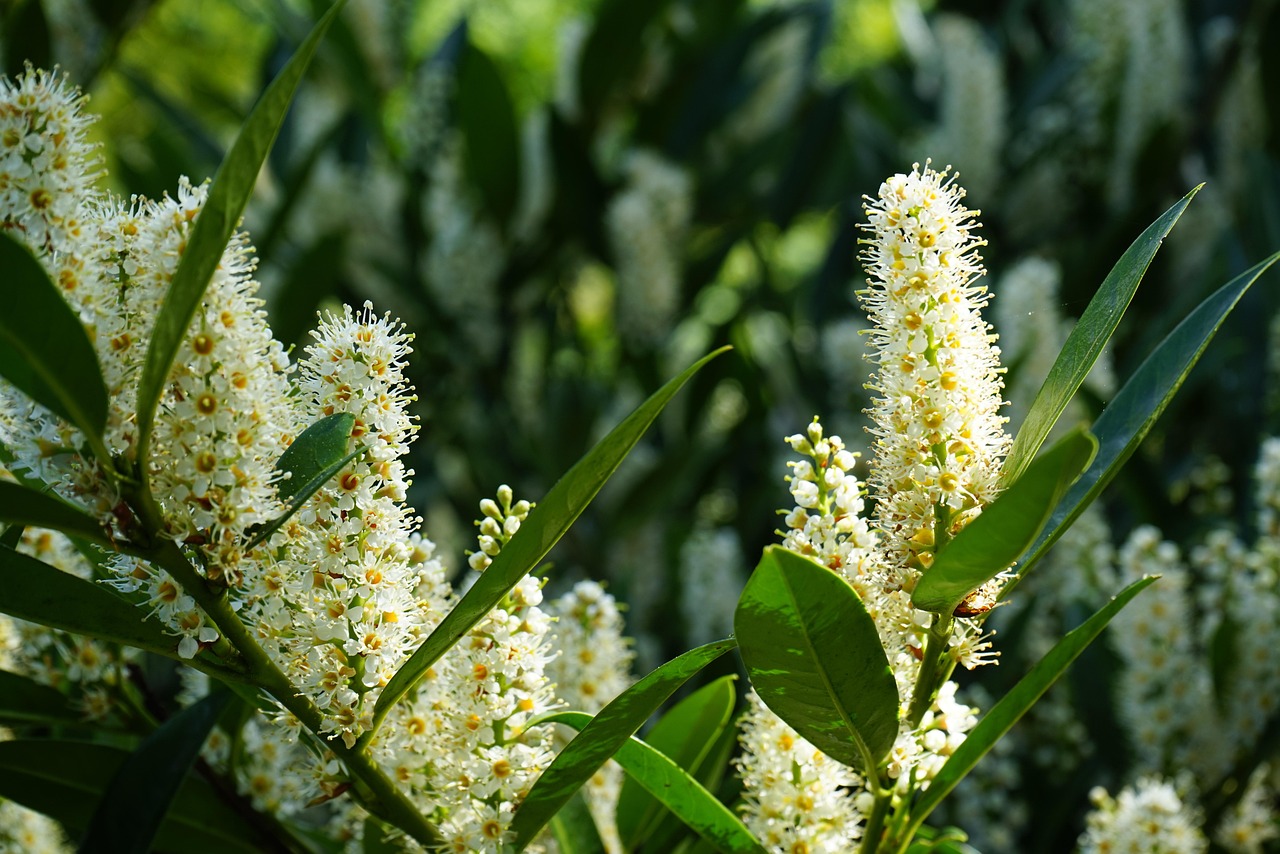 Fleurir Arbre Fleur - Photo gratuite sur Pixabay - Pixabay