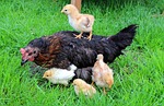 chicks, yellow, mother hen