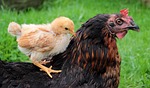 chicks, yellow, mother hen
