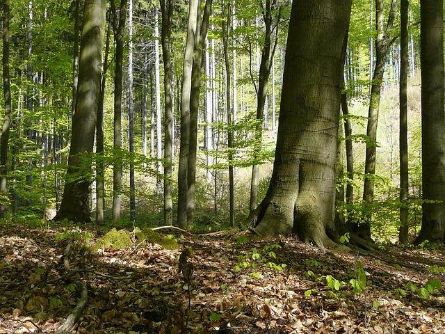 Skov, Træer, Forår I Skoven, Bøg, Blade