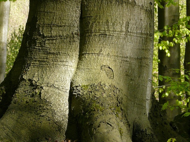 Skov, Træ, Natur, Bark, Europæisk Bøg