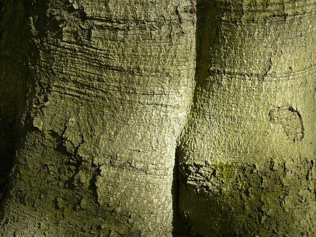 Skov, Træ, Natur, Bark, Europæisk Bøg