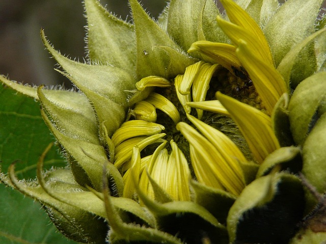 Solsikke, Blomst, Blomstre