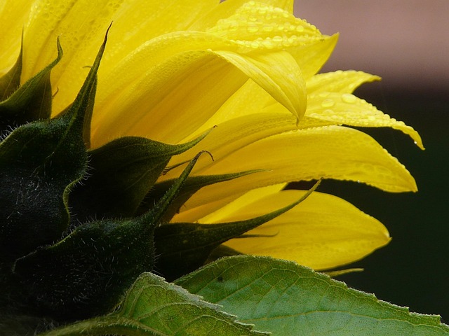 Solsikke, Blomst, Blomstre, Natur