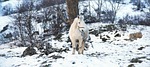 horse, white, snow