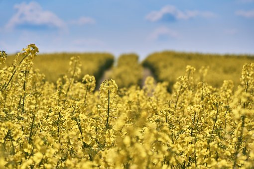 Free Field Of Rapeseeds Field photo and picture