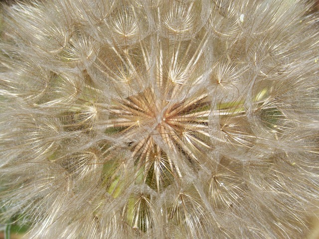 Free Dandelion Plant Architecture photo and picture