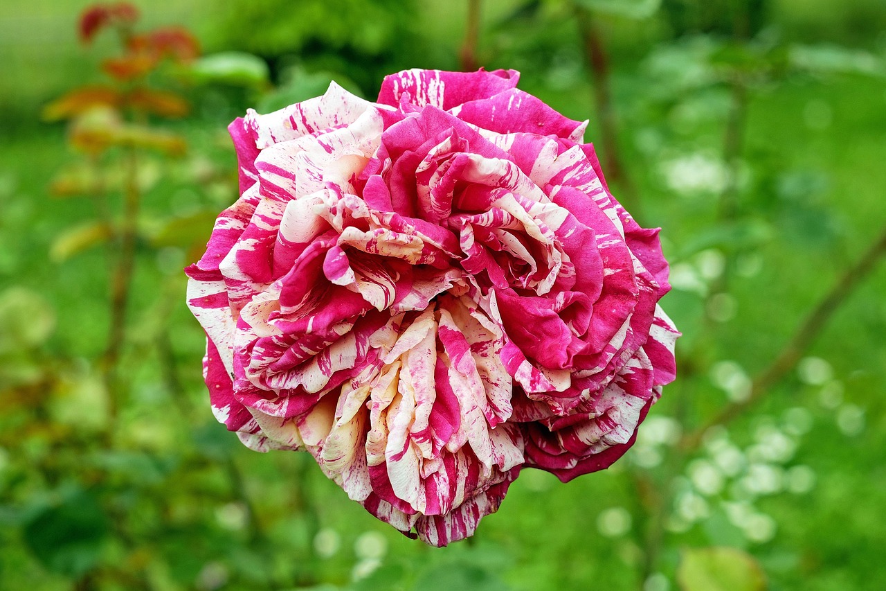 rose-1433726_1280.jpg
