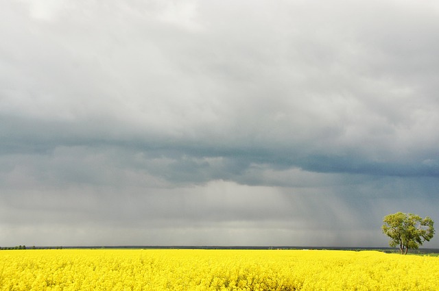 Free Rapeseed Field photo and picture