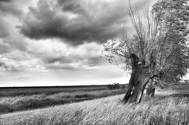 Free Willow Way photo and picture