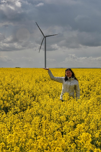 Free Windmill Rapeseed photo and picture