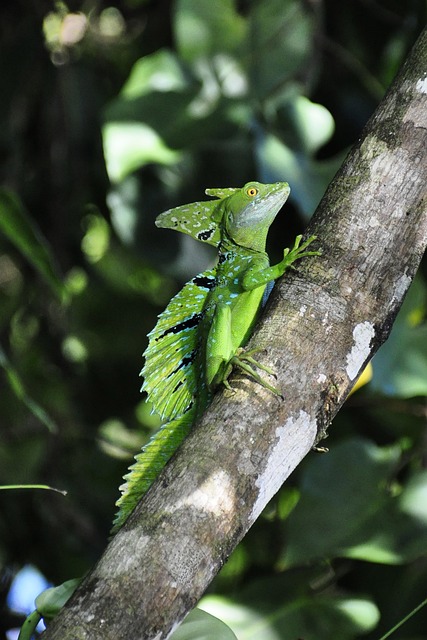 Basilisk, Echse, R, Reptil