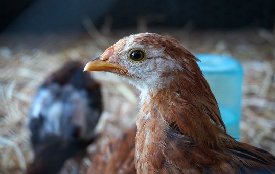 Free Rescued Chicken photo and picture