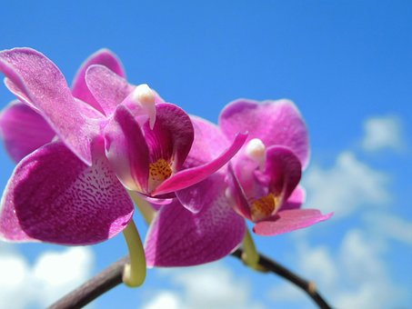 Orchidee, Lila Blume, Pflanze, Natürlich