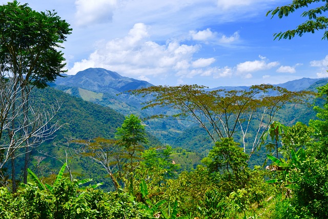 Free Tree Canopy Canopy photo and picture