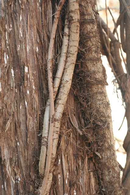 Free Tree Bark photo and picture