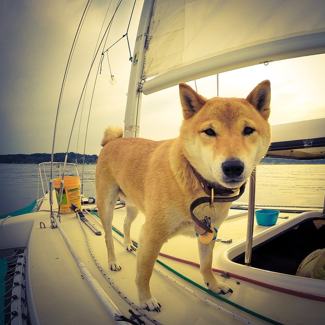 Dog Sailboat Water - Free photo on Pixabay