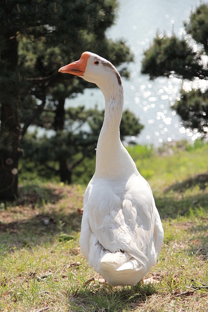 Free Goose Free photo and picture