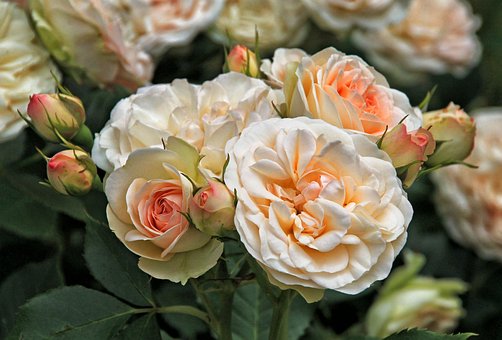 Rosas, Flor, Rosa Rosa, Natureza