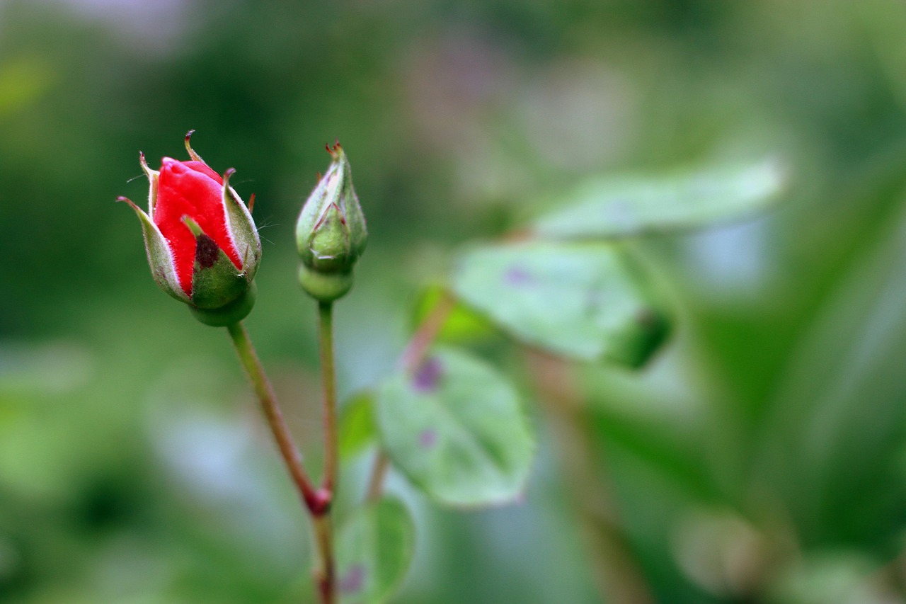 Rose Bud Red Free photo on Pixabay Pixabay