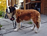 dog, st bernard, switzerland