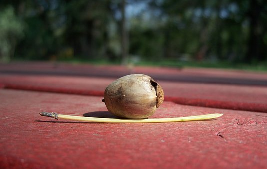 Free Acorn Red photo and picture