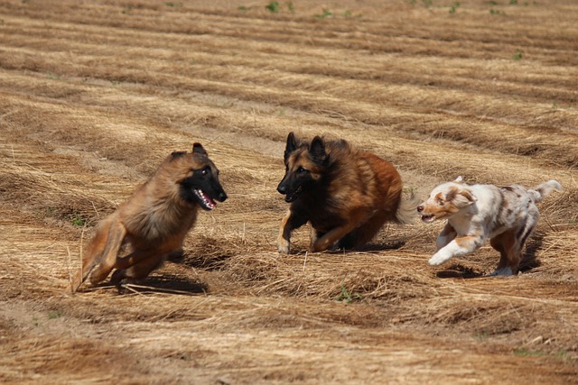 Hund, Race, Spil, Felt, Spiller