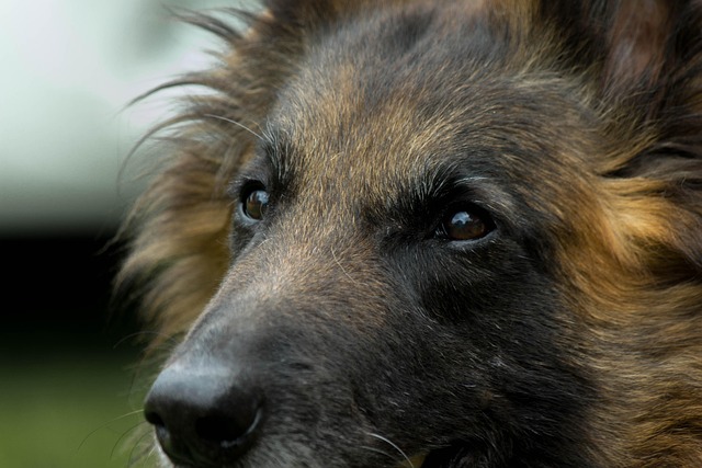 Hund, Tervueren, Se, Belgisk Hyrde