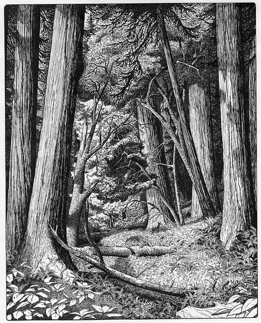 Free redwoods nature forest illustration