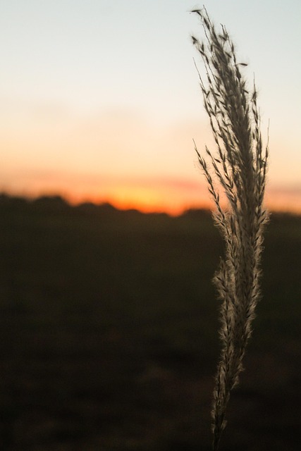 Puesta Del Sol Crepúsculo Brasil - Foto gratis en Pixabay - Pixabay